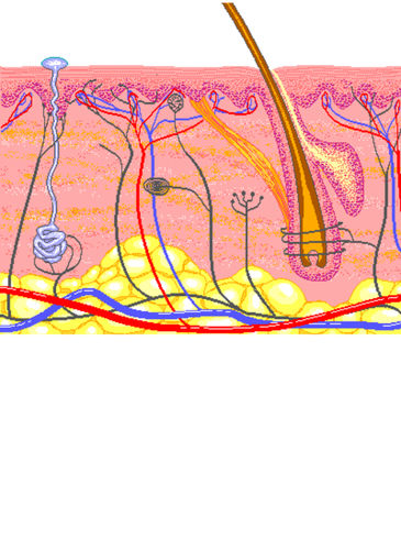 Skin cross section model