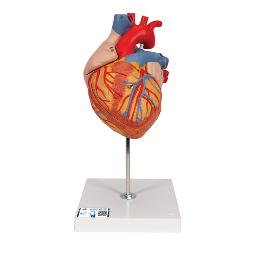 Heart with detachable parts on a stand model