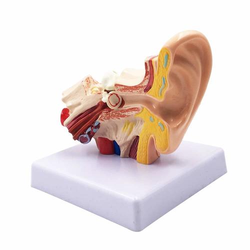 Ear model