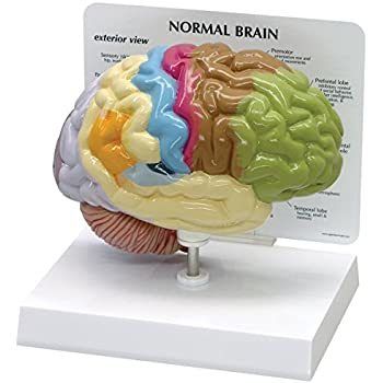 Human brain model