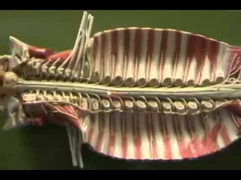 Spinal Cord model