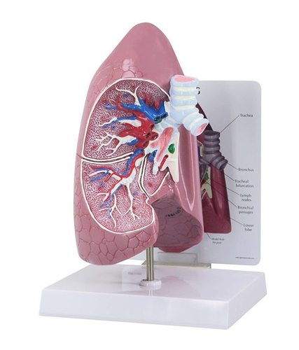 Lung & Trachea model