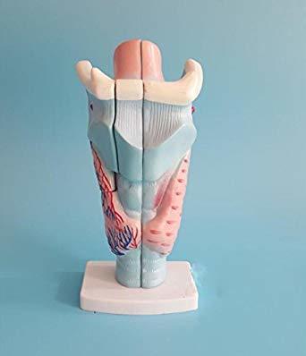 Larynx