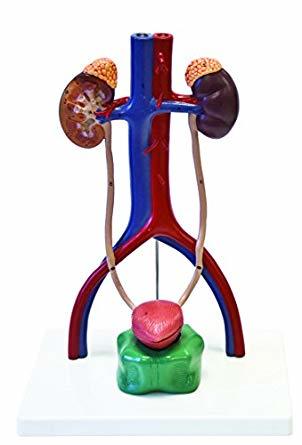 Urinary system model