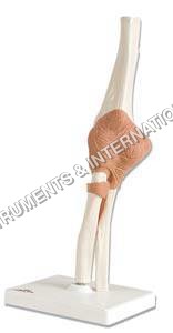Joints Elbow model