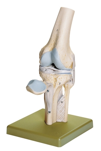Joints knee model By LABCARE INSTRUMENTS & INTERNATIONAL SERVICES