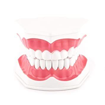 Teeth model