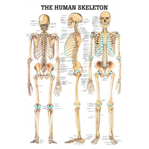 Skeleton system chart