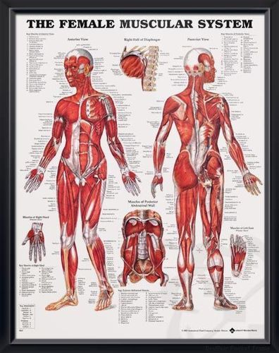 Muscular system charts