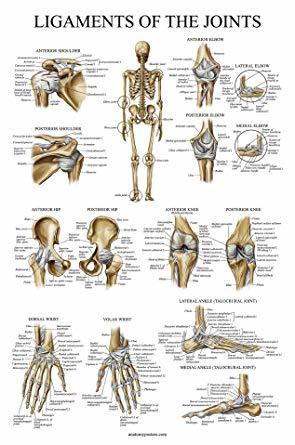 Joints & Ligaments charts