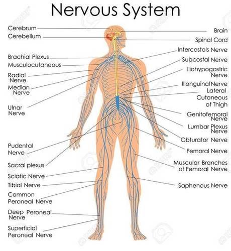 Nervous system chart