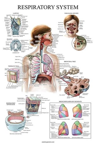 Respiratory system chart