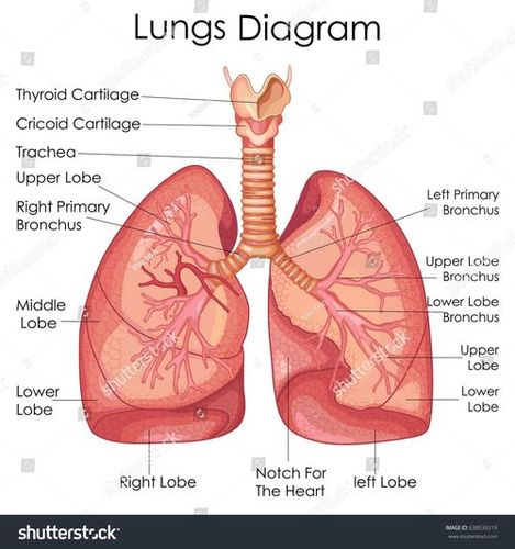 LUNGS CHART