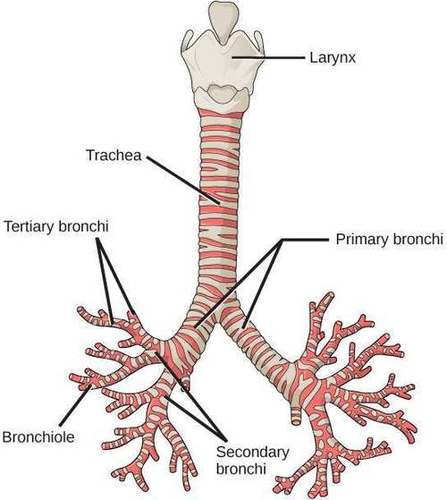 Trachea chart