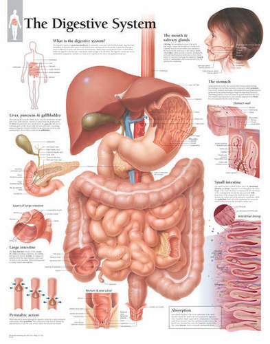 Digestive system chart
