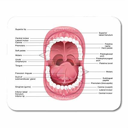 Oral cavity chart