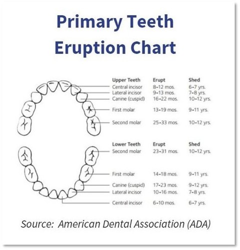 Teeth chart