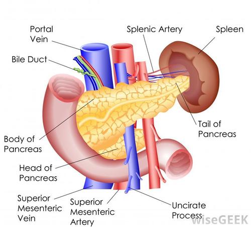 Stomach pancreas & Spleen chart