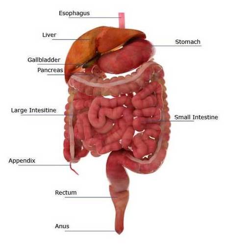Small intestine chart