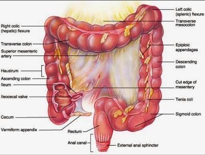 Large Intestine Chart