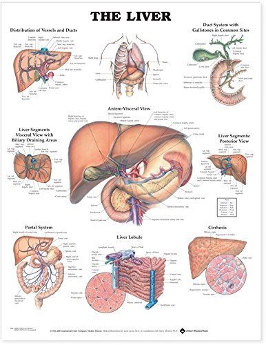 Liver & gall bladder chart