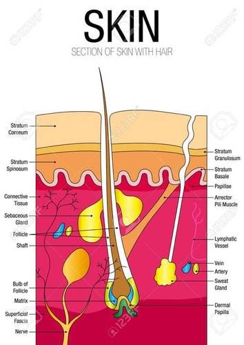 Skin chart