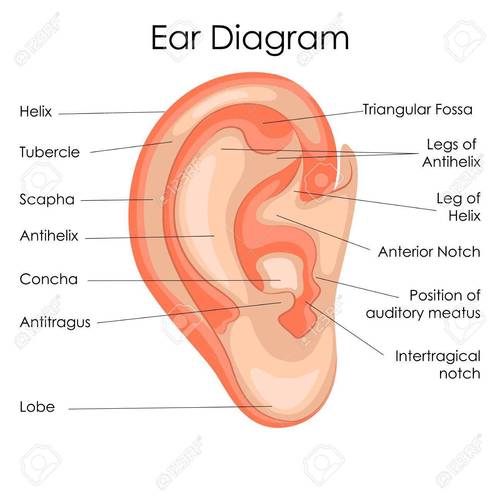 Ear chart