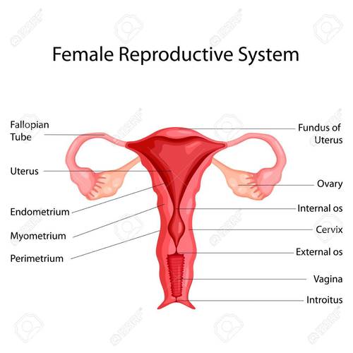 Female reproductive system chart