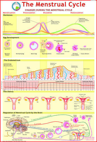 Menstrual chart