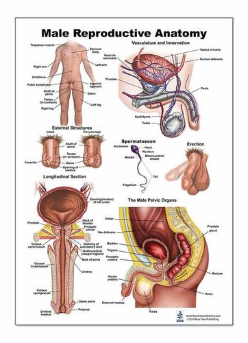 Male reproductive system CHART