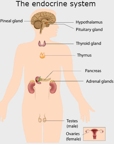 Endocrine gland chart