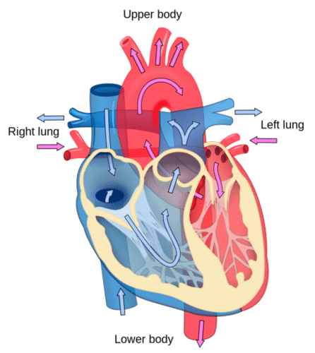 Cardiac pulmonary adult chart