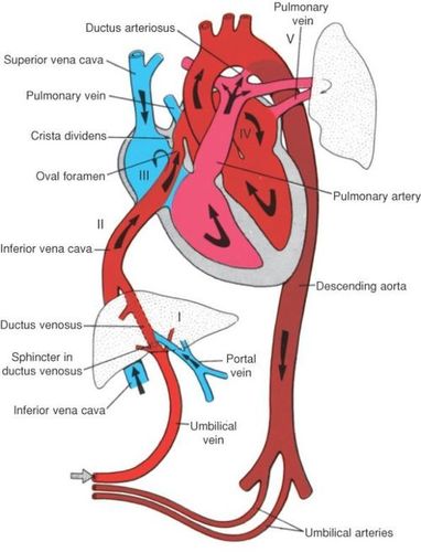 Cardiac pulmonary Infant chart