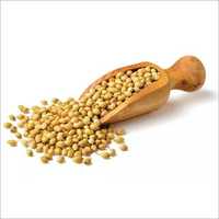 Fresh Coriander Seeds
