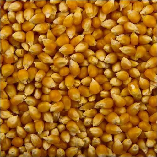 Fresh Corn Seeds