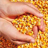 Dried Corn Seeds