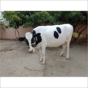 Pure HF Cow