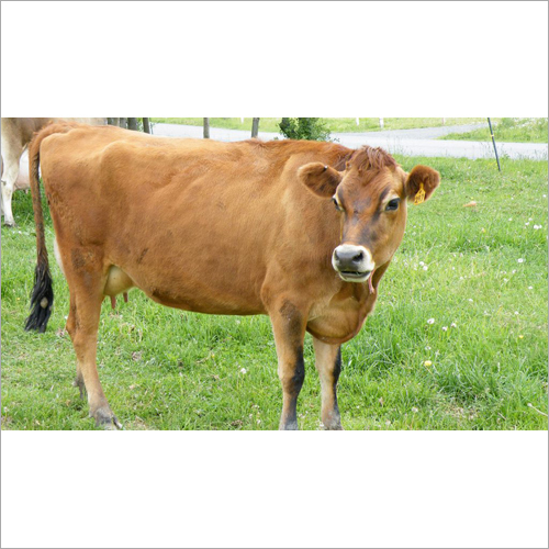 Brown Dairy Jersey Cow