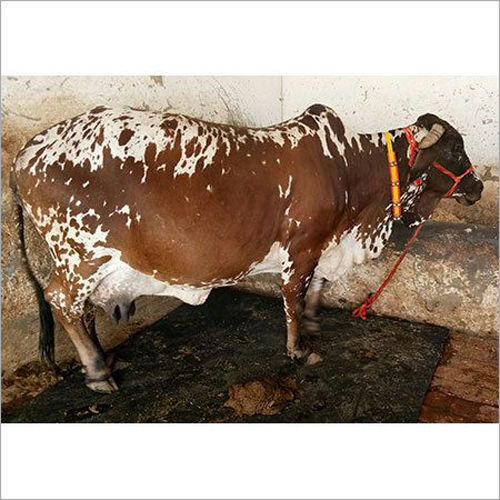 Brown & White High Yield Pure Rathi Cow