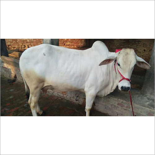 White Pure Tharparkar Cow