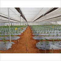 LDPE Mulching Film