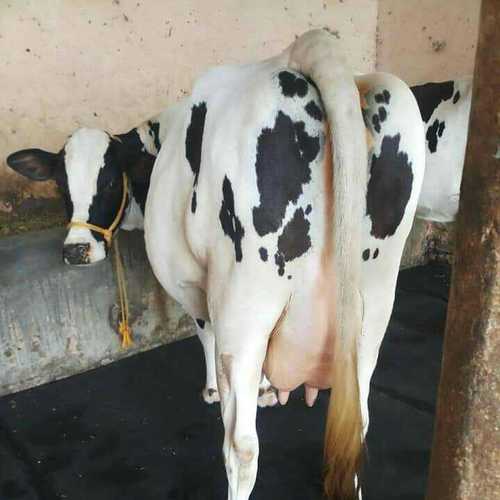 Dairy Hf Cow Supplier