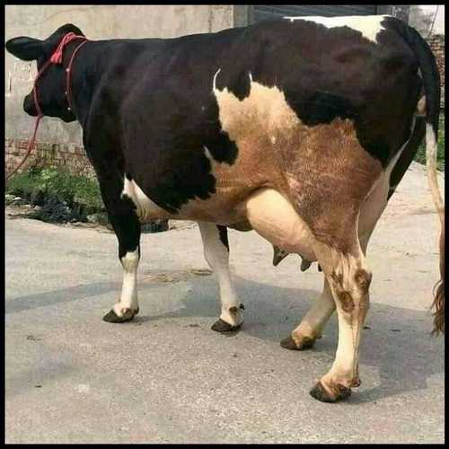 High Yield HF Cow