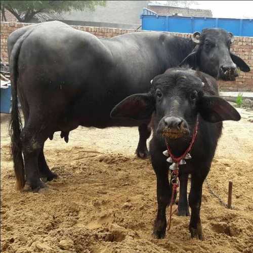 Murrah Buffalo Supplier in Maharashtra