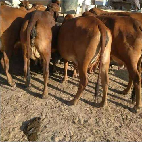 Brown Sahiwal Cow Supplier In Madhya Pradesh