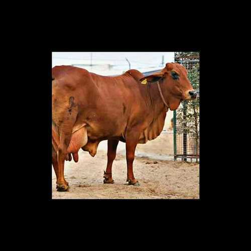 Sahiwal Cow Supplier in Tamil Nadu