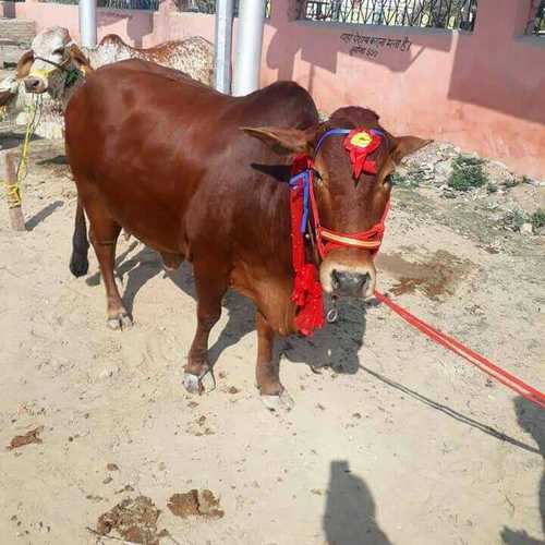 Sahiwal Cow Supplier In India