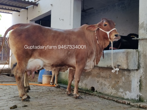 Brown Sahiwal Cow Supplier In Karnataka