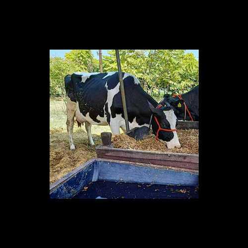 Holstein Friesian Cows