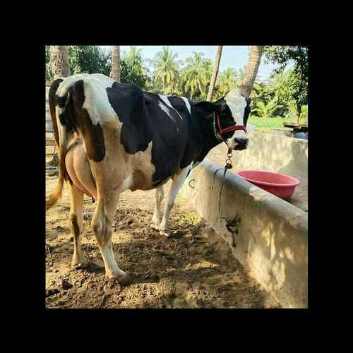 Holstein Friesian Cows